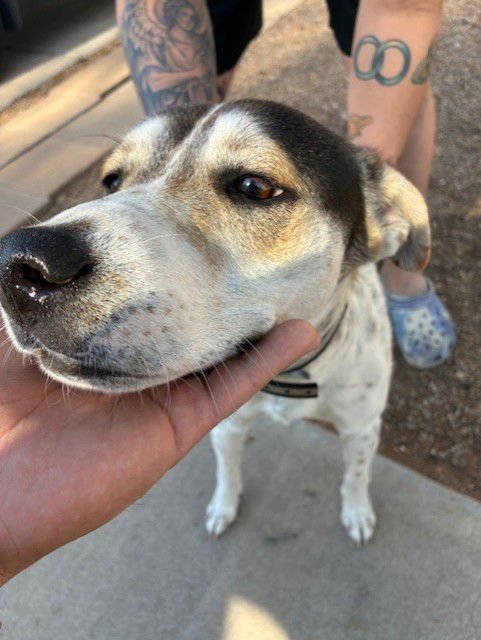 AUGUSTA - Australian Cattle Dog/Blue Heeler available for adoption
