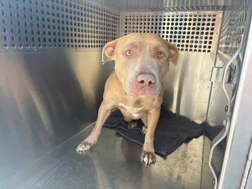 GENEVIEVE - American Staffordshire Terrier available for adoption