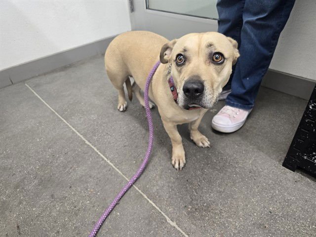 BAILEY - Basset Hound / American Pit Bull Terrier available for adoption