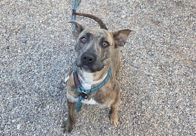 JUMI - American Pit Bull Terrier available for adoption