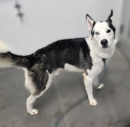 MILO - Siberian Husky available for adoption