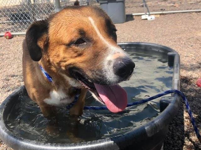 BROWNIE - Labrador Retriever / German Shepherd Dog available for adoption