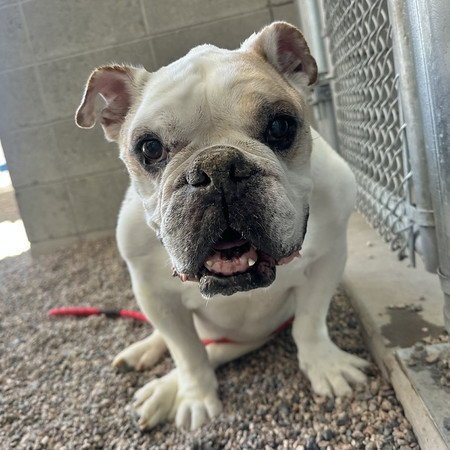 DOZER - Bulldog available for adoption