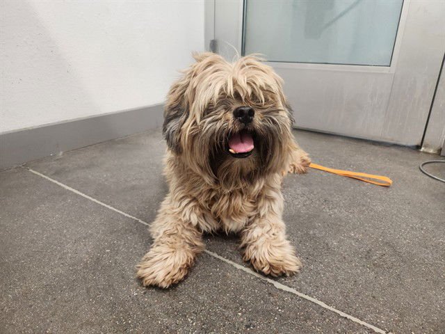 TEDDY - Pekingese / Maltese available for adoption