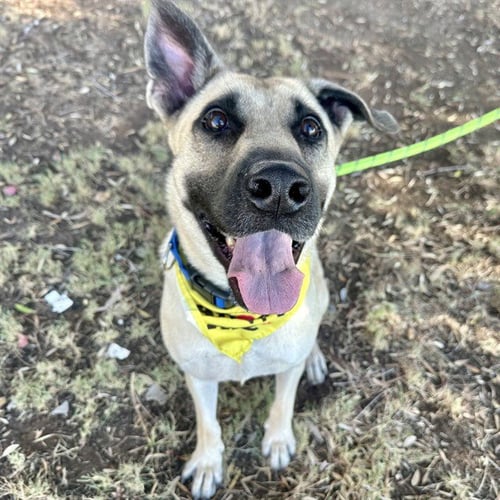 CAPONE - Anatolian Shepherd available for adoption
