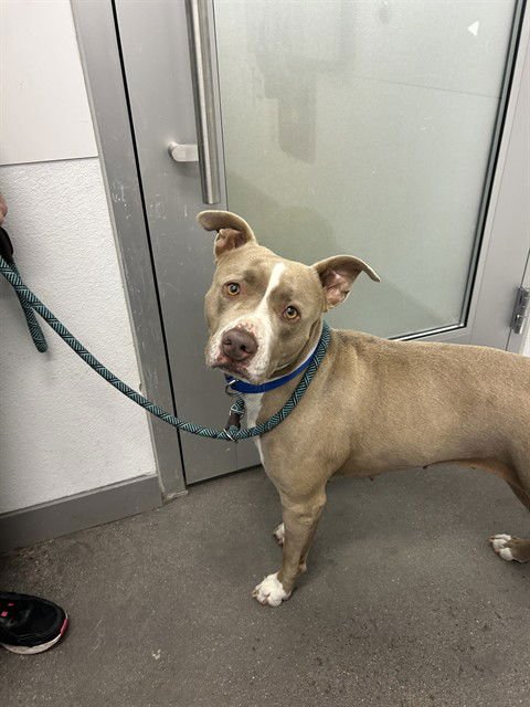 TOFFEE - American Pit Bull Terrier for adoption in Tempe