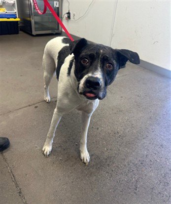 NESSA - American Staffordshire Terrier / Australian Cattle Dog/Blue Heeler available for adoption