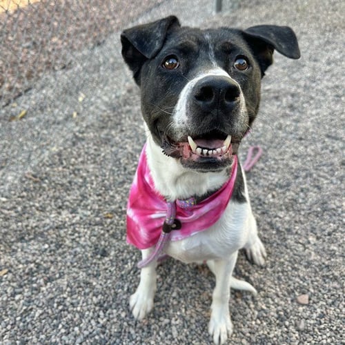 NESSA - American Staffordshire Terrier / Australian Cattle Dog/Blue Heeler for adoption in Mesa