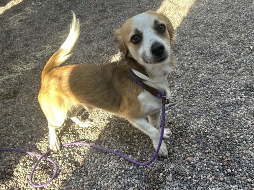 BENITO - Chihuahua available for adoption