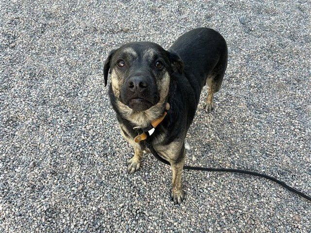CHOP - German Shepherd Dog for adoption in Tempe