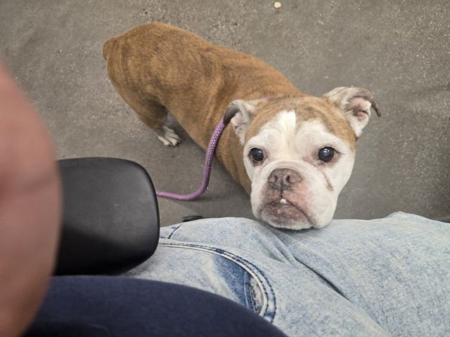 SUSHI - Boxer available for adoption