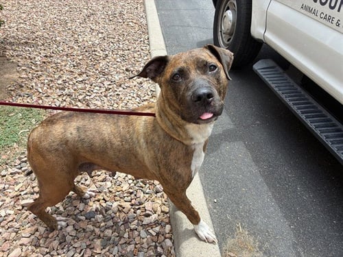 BRILEY - American Pit Bull Terrier available for adoption