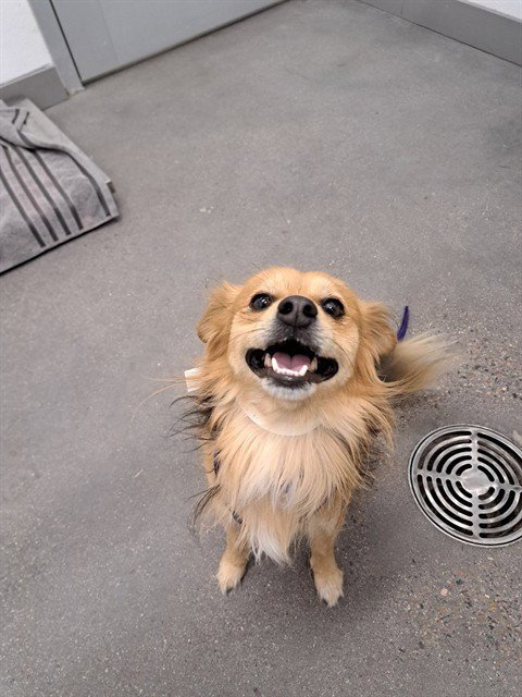 FROG - Dachshund / Chihuahua available for adoption