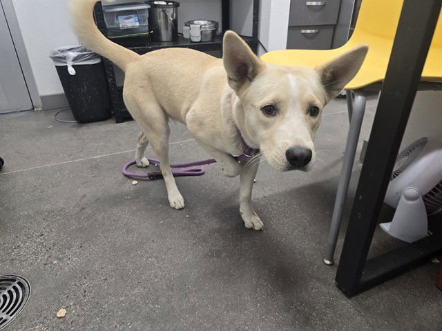 FAITH - Labrador Retriever available for adoption