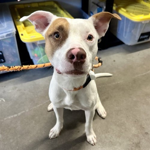 ANTONIO - American Pit Bull Terrier available for adoption