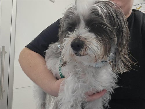 OREO - Shih Tzu available for adoption