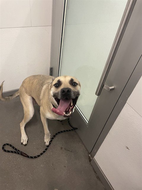MOANA - Black Mouth Cur / German Shepherd Dog available for adoption