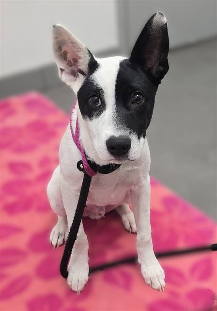 CHEX MIX - Australian Cattle Dog/Blue Heeler available for adoption