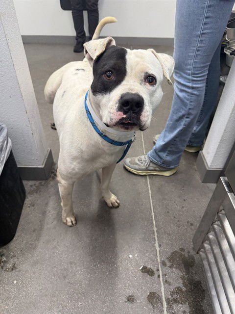 TIBURON - American Pit Bull Terrier available for adoption