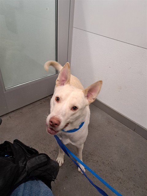 LENNY - Husky / American Pit Bull Terrier available for adoption