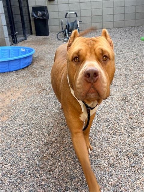 BOXER Image