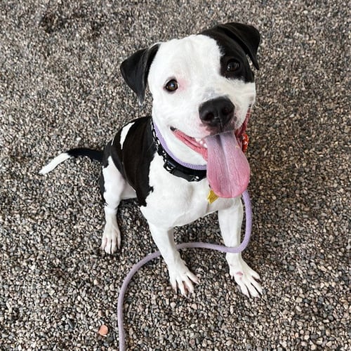 BACON - Boxer available for adoption