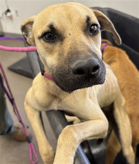 ASTRO - German Shepherd Dog available for adoption