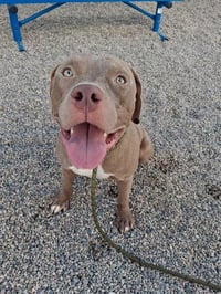 ENZO - Photo 1