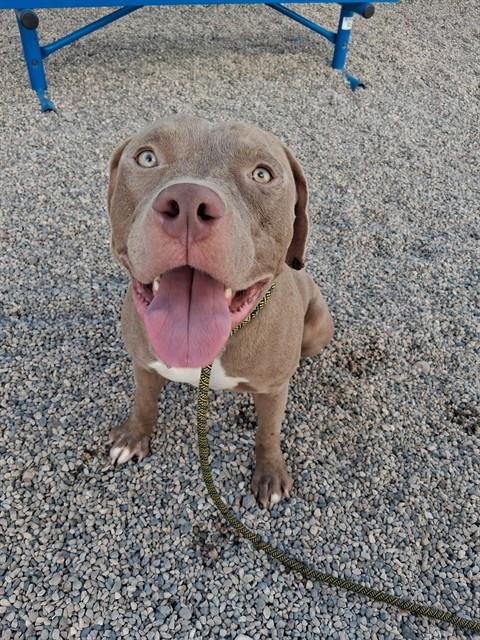 ENZO - American Pit Bull Terrier available for adoption