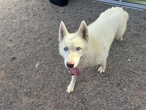 OSO - Siberian Husky available for adoption
