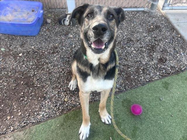 DANZIG - German Shepherd Dog available for adoption