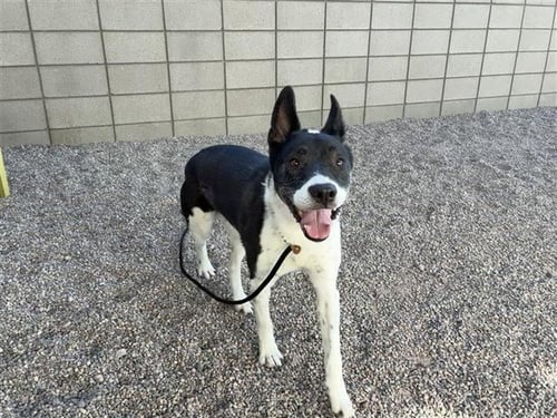 LEWIS - Akita / Husky available for adoption
