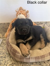 BEAR - Photo 1
