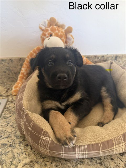 BEAR - German Shepherd Dog available for adoption