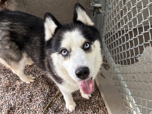 MILKY - Siberian Husky available for adoption