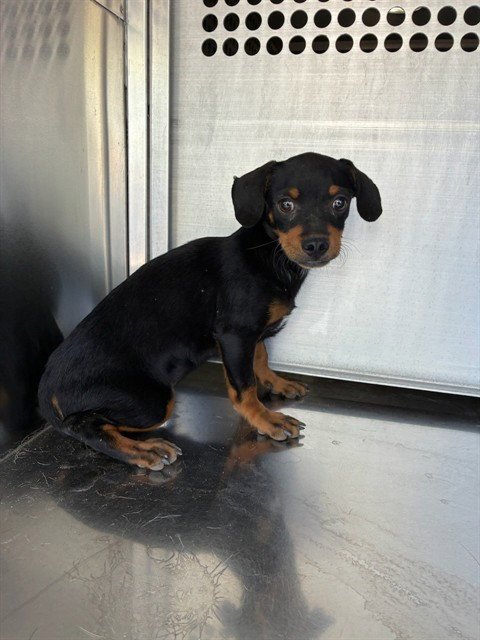 BISCUIT - Dachshund available for adoption
