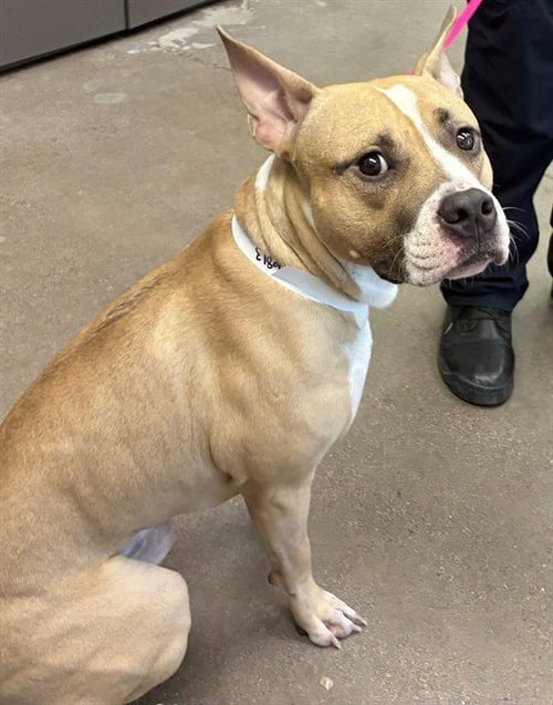 BRUCE - American Pit Bull Terrier available for adoption