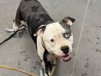 REX - Photo 1