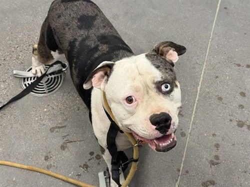 REX - Bulldog / American Pit Bull Terrier available for adoption