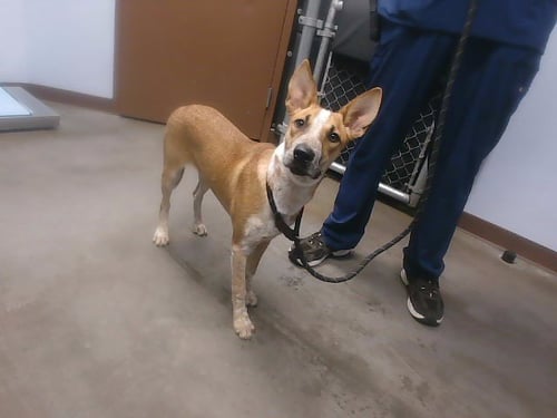 AZALEA - Australian Cattle Dog/Blue Heeler available for adoption