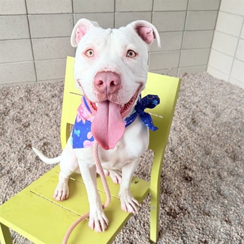 ZIGZAG - American Pit Bull Terrier available for adoption