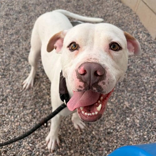 SUSHI - American Pit Bull Terrier available for adoption
