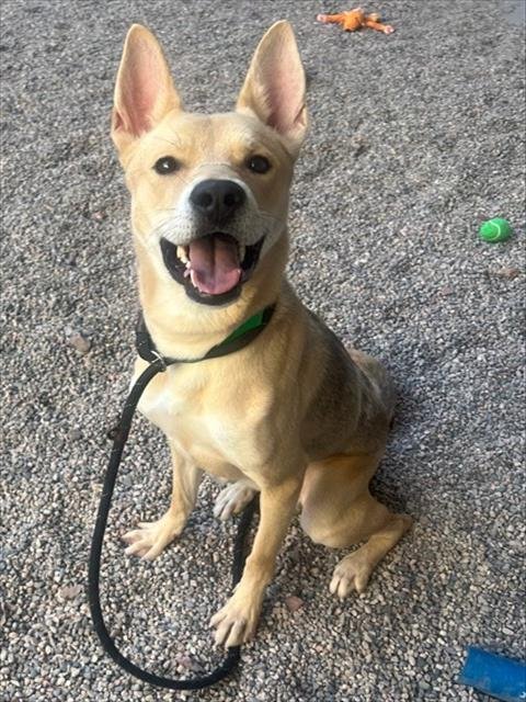 STANLEY - Siberian Husky / American Pit Bull Terrier for adoption in Mesa