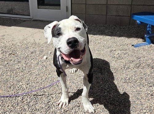 GILBERT - Staffordshire Bull Terrier available for adoption