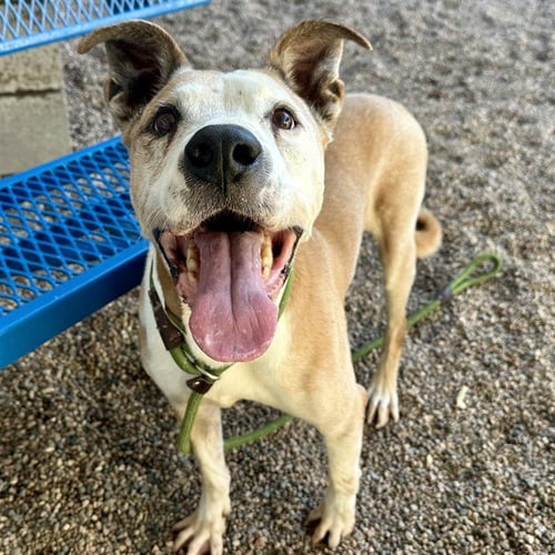 TITAN - American Pit Bull Terrier available for adoption