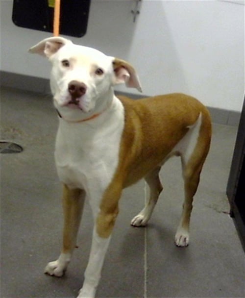 PHOENIX - Staffordshire Bull Terrier available for adoption