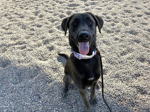 BASIL - Dutch Shepherd available for adoption