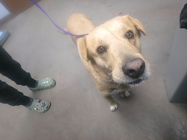 PEPE - Labrador Retriever available for adoption