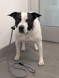 SNOOPY - Photo 1