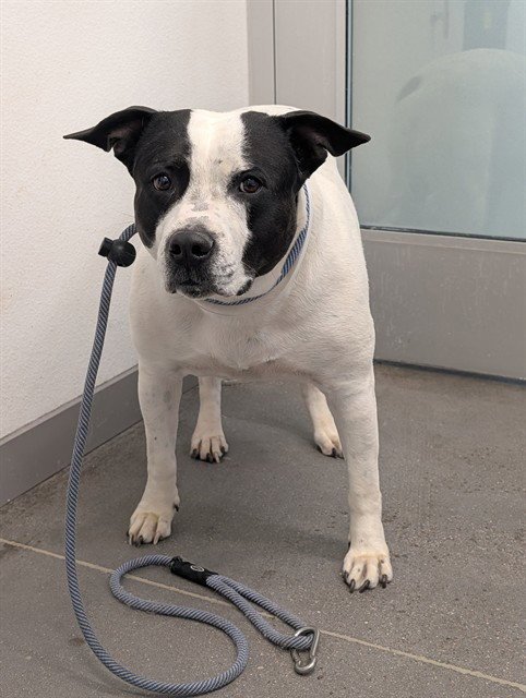SNOOPY - American Bulldog available for adoption